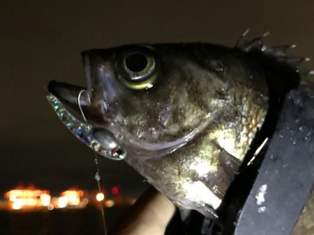 コロナに負けずコスモに